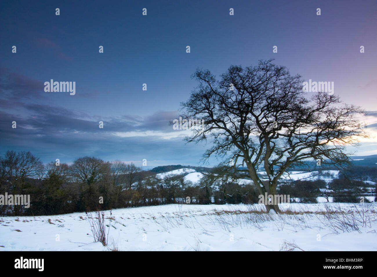 Tree at winter sunset Stock Photo