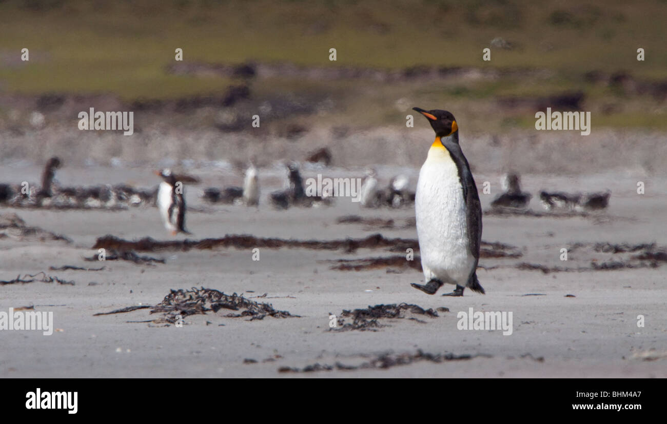 King penguin in heat haze Stock Photo - Alamy