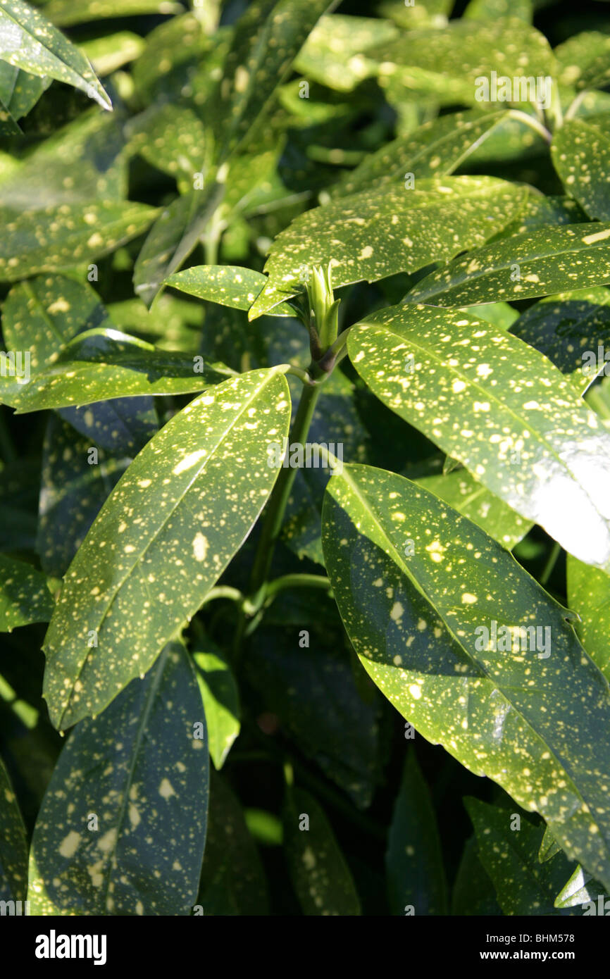 Emily Rose Japanese Laurel, Gold Dust Plant, Japanese Laurel, Spotted-Laurel, Aucuba japonica 'Variegata', Cornaceae Stock Photo