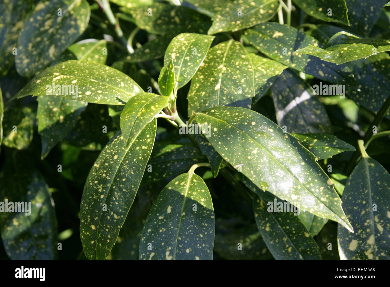 Emily Rose Japanese Laurel, Gold Dust Plant, Japanese Laurel, Spotted-Laurel, Aucuba japonica 'Variegata', Cornaceae Stock Photo