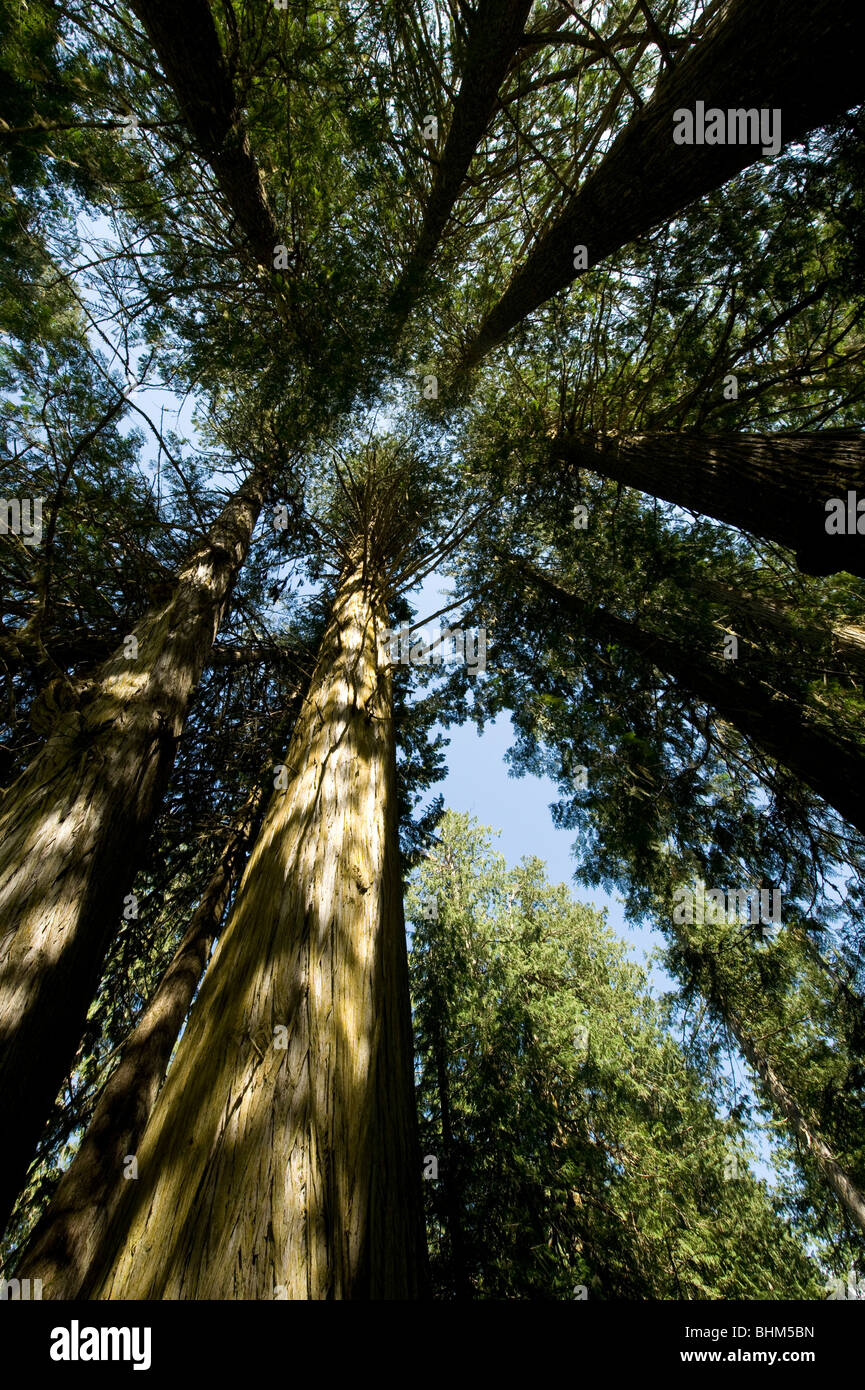 Old growth cedar stands hi-res stock photography and images - Alamy