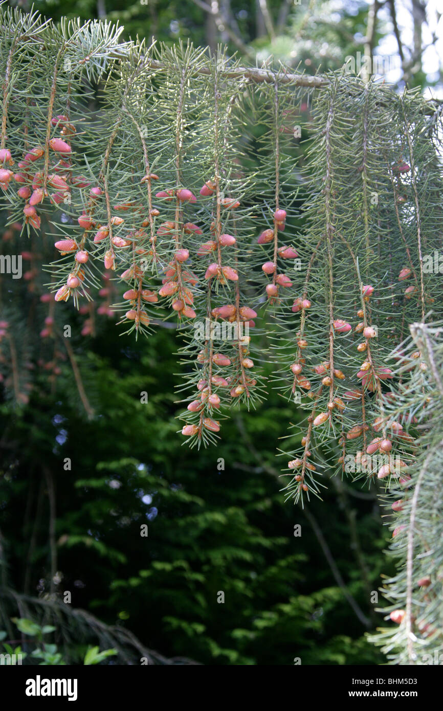Brewer Spruce Cones aka Brewer's Weeping Spruce, Picea breweriana, Pinaceae Stock Photo