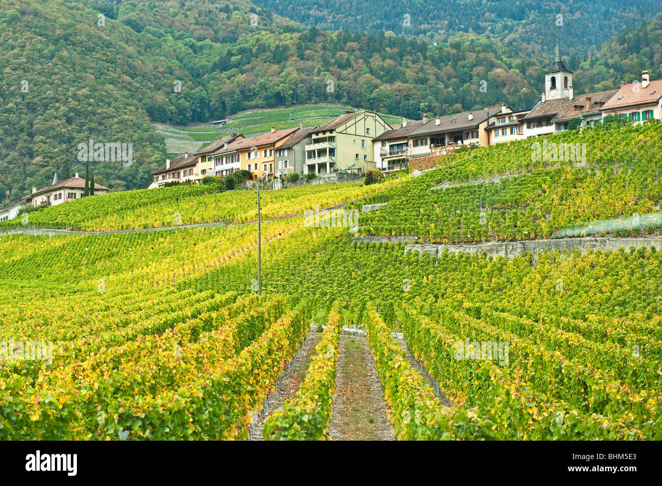 A Swiss vineyard Stock Photo