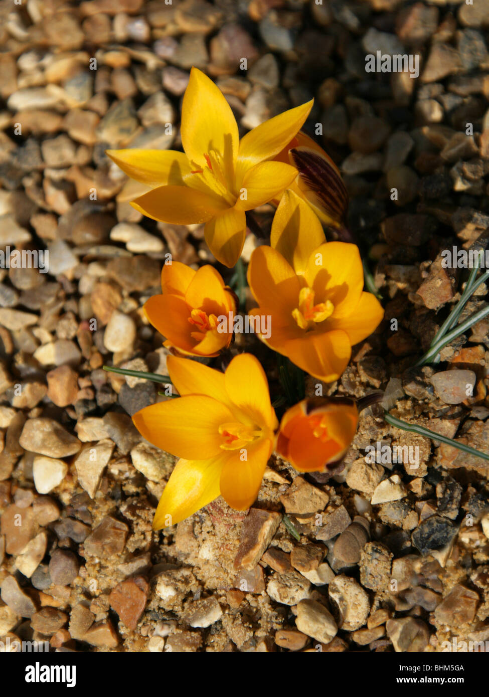 Cloth of Gold, Cloth-Of-Gold, Crocus angustifolius, Iridaceae, South West Russia Stock Photo