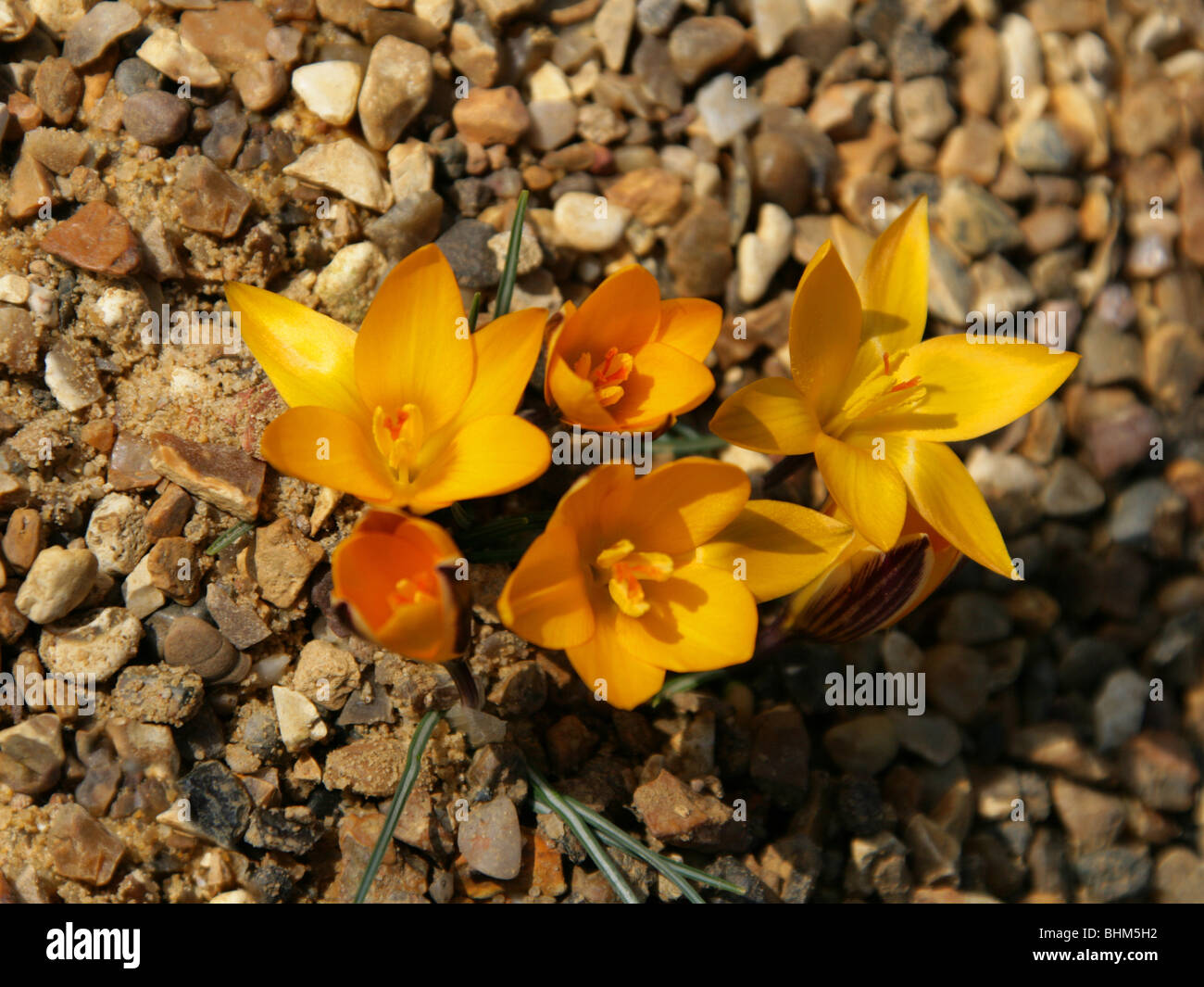 Cloth of Gold, Cloth-Of-Gold, Crocus angustifolius, Iridaceae, South West Russia Stock Photo