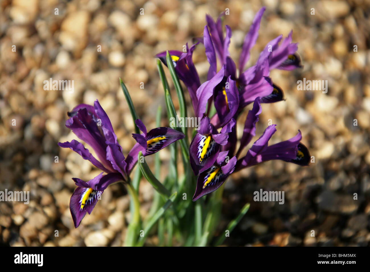 Reticulated Iris, Iris reticulata, Iridaceae, Caucasus and West Asia Stock Photo