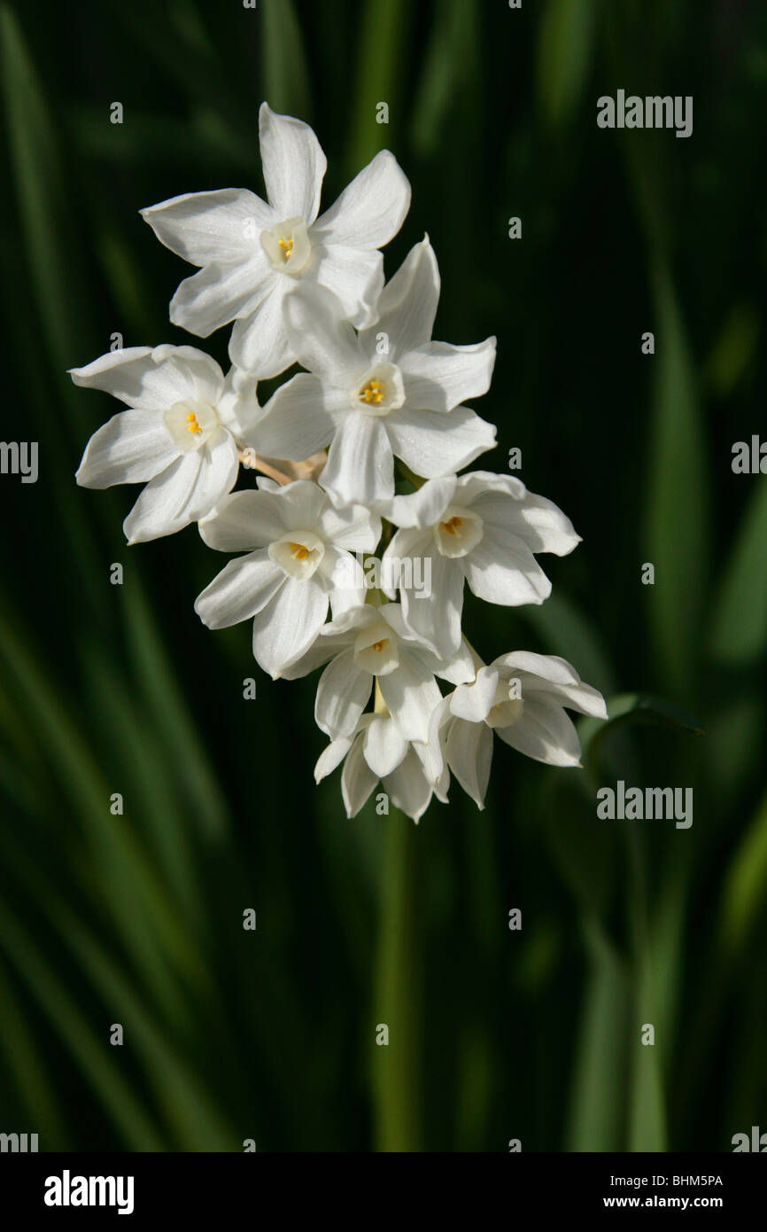 Paper-White Daffodil, Paper-White Narcissus, Paperwhite Narcissus, Narcissus papyraceus, Amaryllidaceae, West Mediterranean Stock Photo