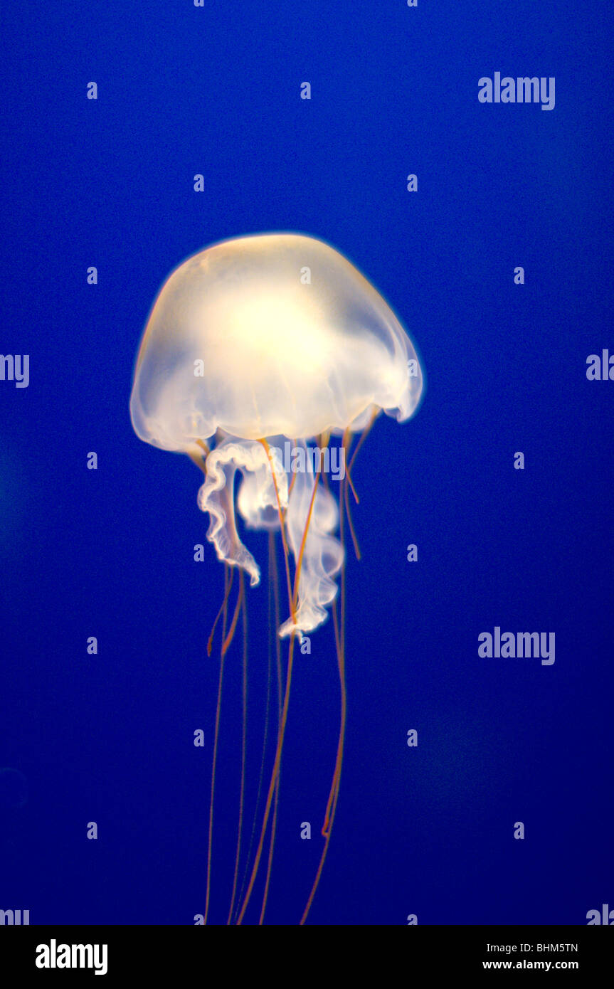 White Jellyfish Stock Photo