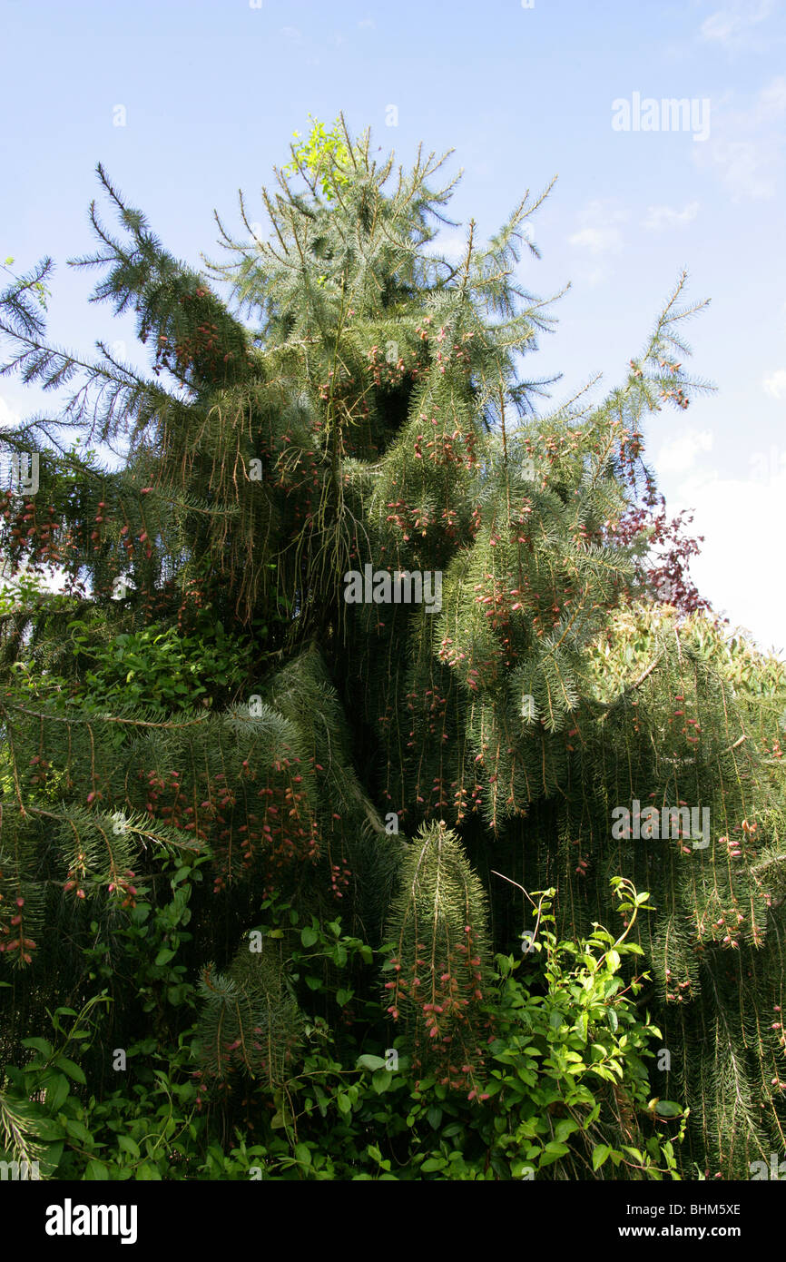 Brewer Spruce Cones aka Brewer's Weeping Spruce, Picea breweriana, Pinaceae Stock Photo