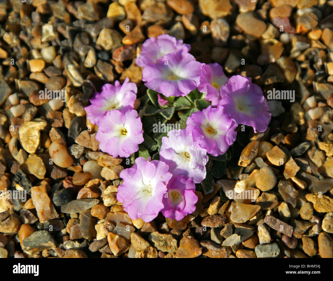 Primula allionii 'Elizabeth Burrow', Primulaceae Stock Photo
