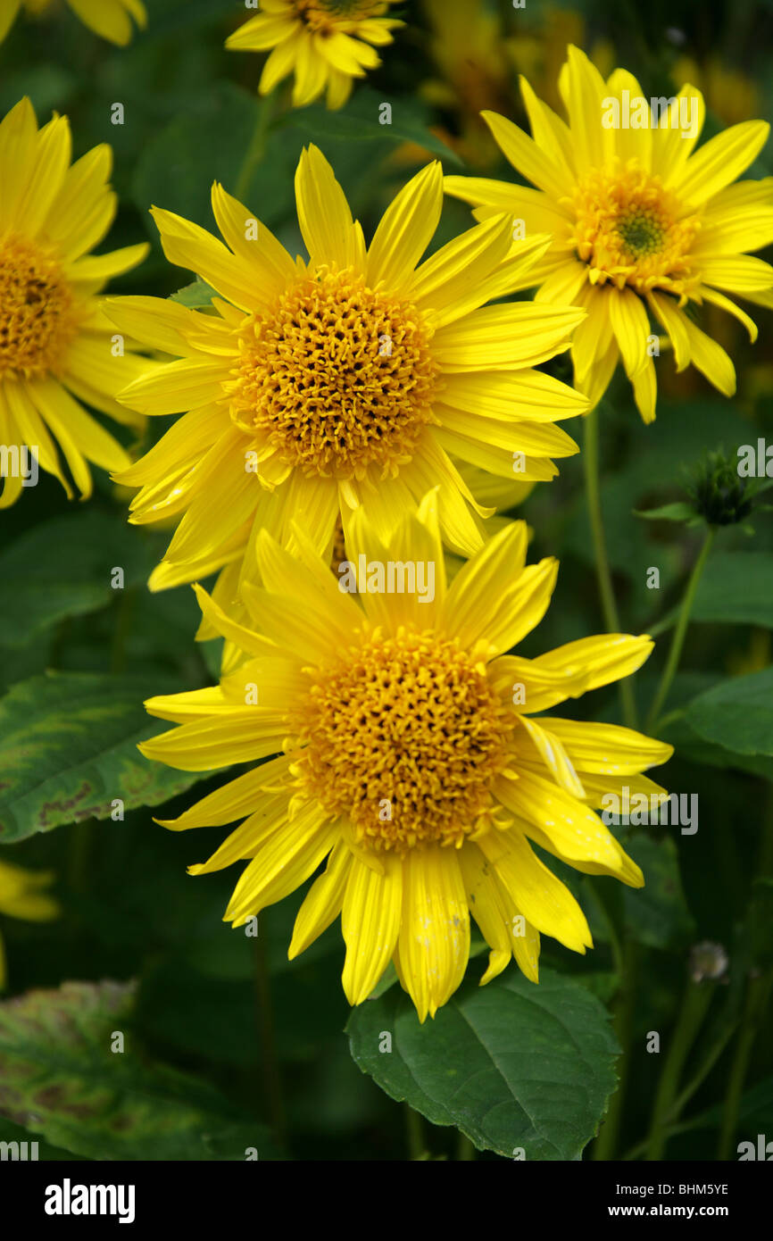 Perennial Sunflower, Helianthus multiflorus, Asteraceae Stock Photo