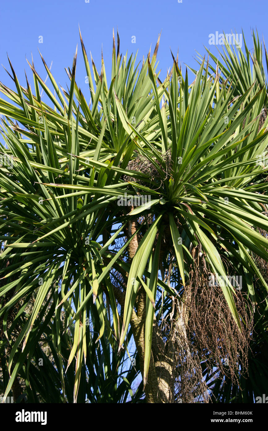 Cabbage Palm, Cordyline australis, Asparagaceae aka Cabbage Tree, Cabbagetree, Fountain or Giant Dracaena. New Zealand. Stock Photo