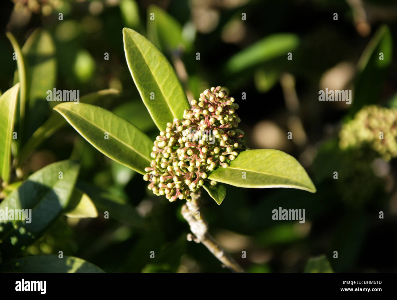 Skimmia x confusa "Kew Green", Rutaceae, Japan, China and East Asia. Stock Photo