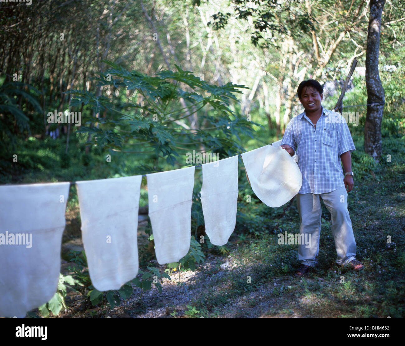 Rubber pads drying, Rubber Plantation, Phuket, Phuket Province, Thailand Stock Photo