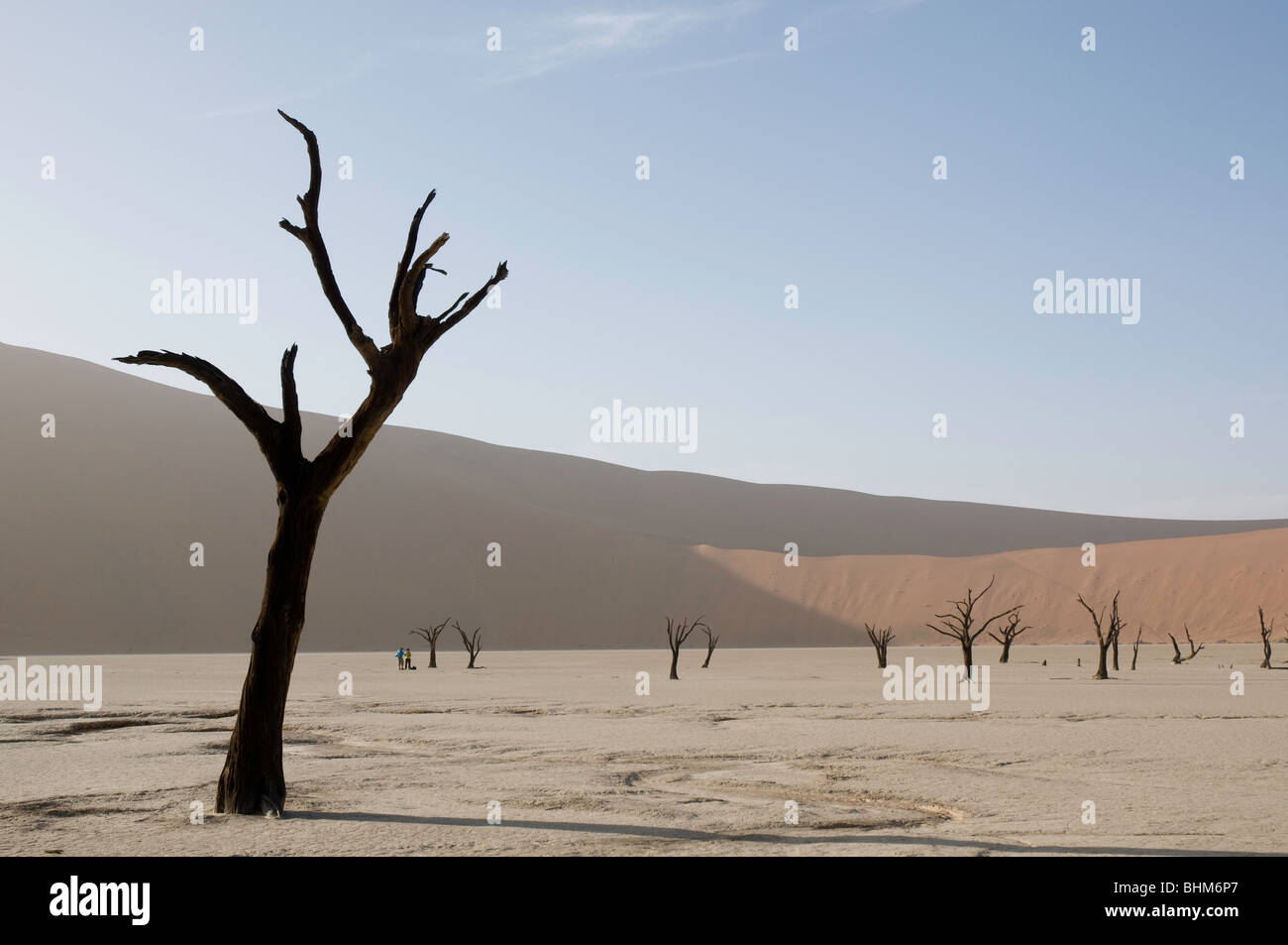 Back light tree in dry mud pan, Dead Vlei, Sesriem, Namibia Stock Photo