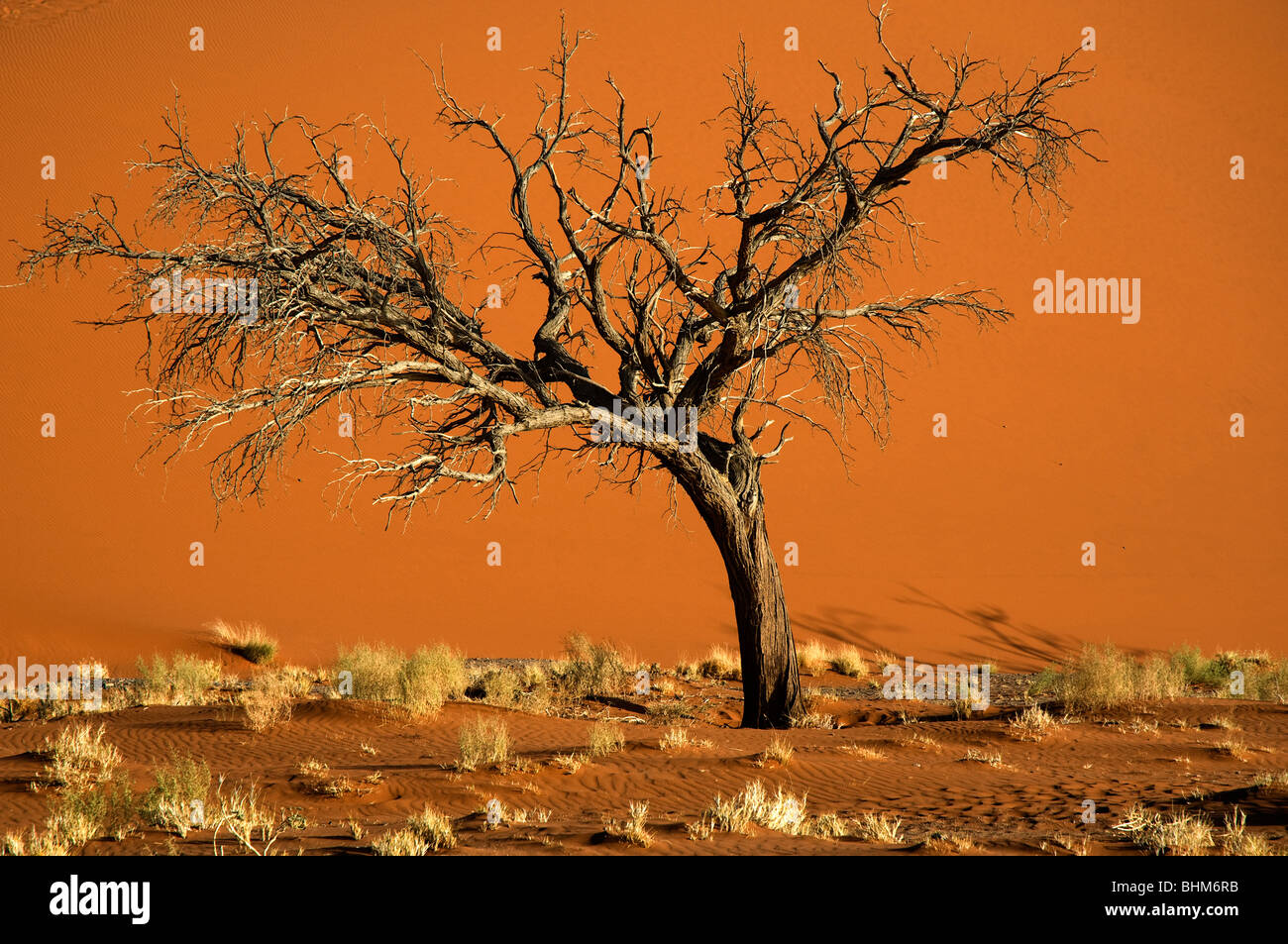 Dead trees in dry mud pan, Hidden Vlei, Sesriem, Namibia desert. Red dunes Stock Photo Alamy