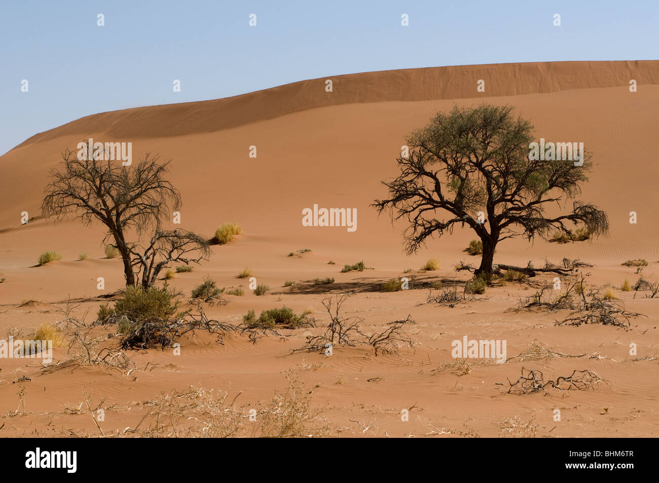 Camel Thorn Tree, Acacia erioloba, Hidden Vlei, Sesriem, Namibia desert. Red dunes. Stock Photo