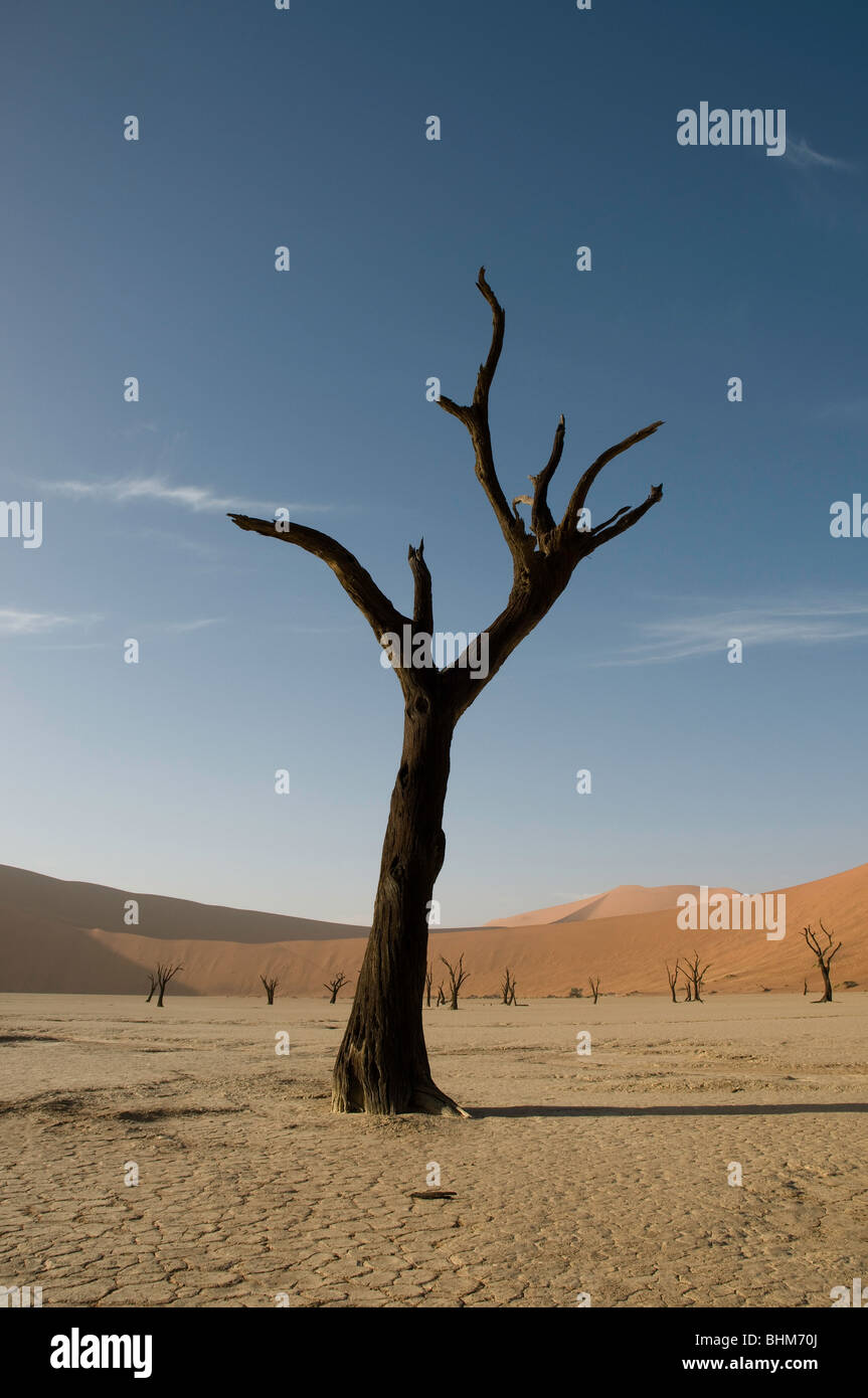 Solitary tree, Camel Thorn, Dead vlei, Namibian desert, Africa Stock Photo