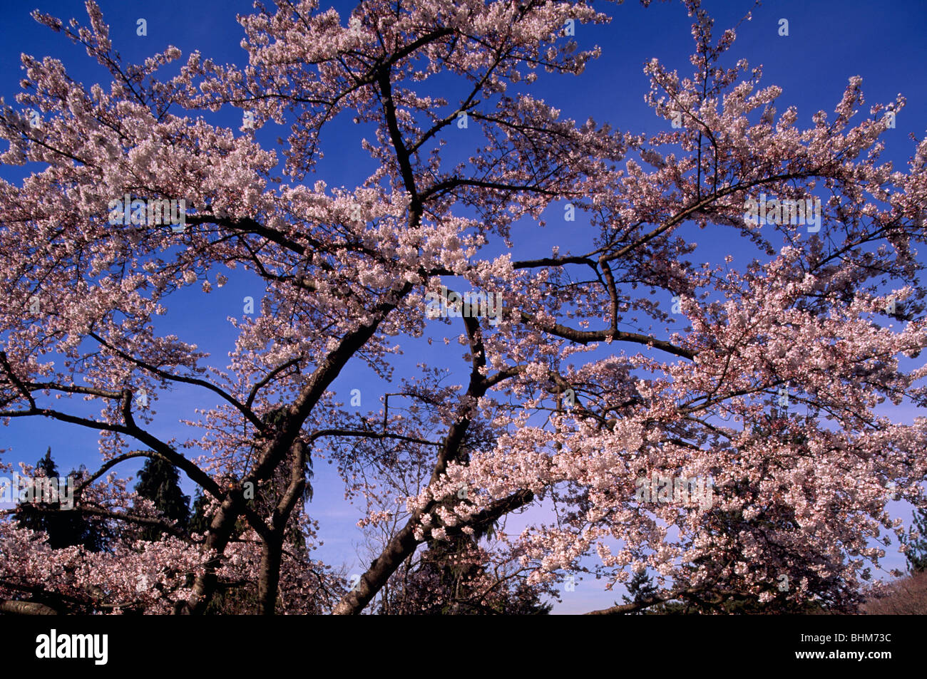 Cherry Blossom / Blossoms on Japanese Cherry Trees, Vancouver, BC