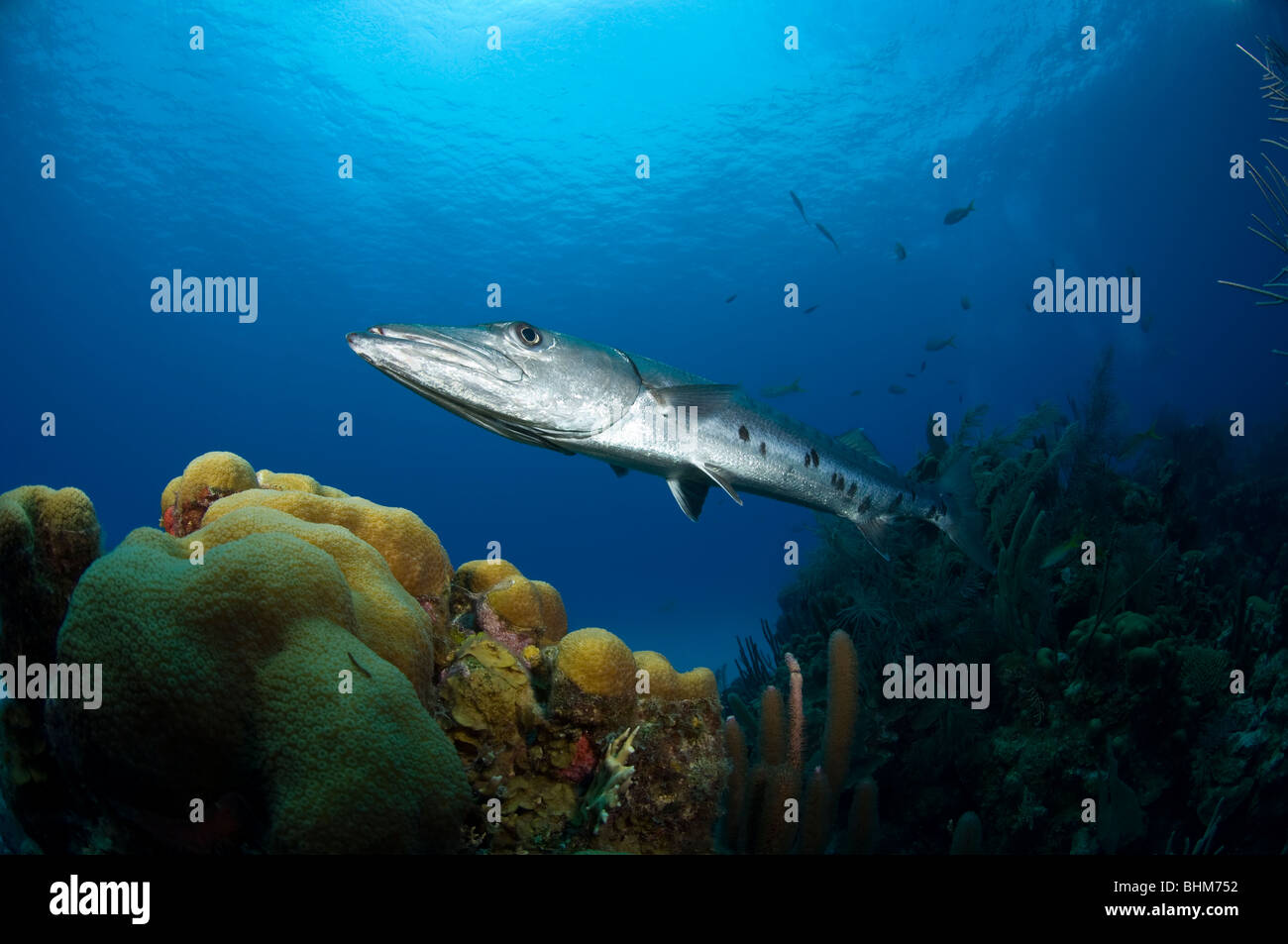 Great Barracuda on Caribbean reef Stock Photo