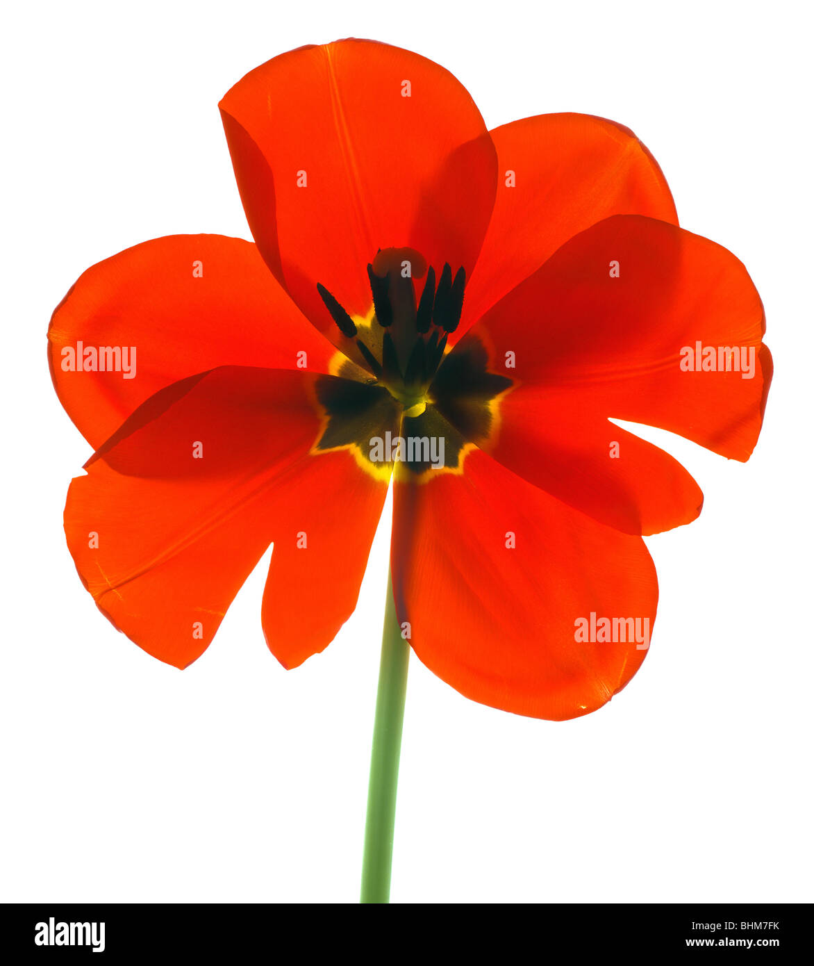 Direct scan of a dutch red tulip. Cut-out isolated on white background. cutout cut out Stock Photo