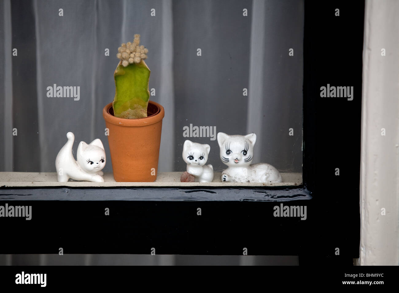 Holland, Amsterdam, window, cactus and cat ceramic Stock Photo - Alamy