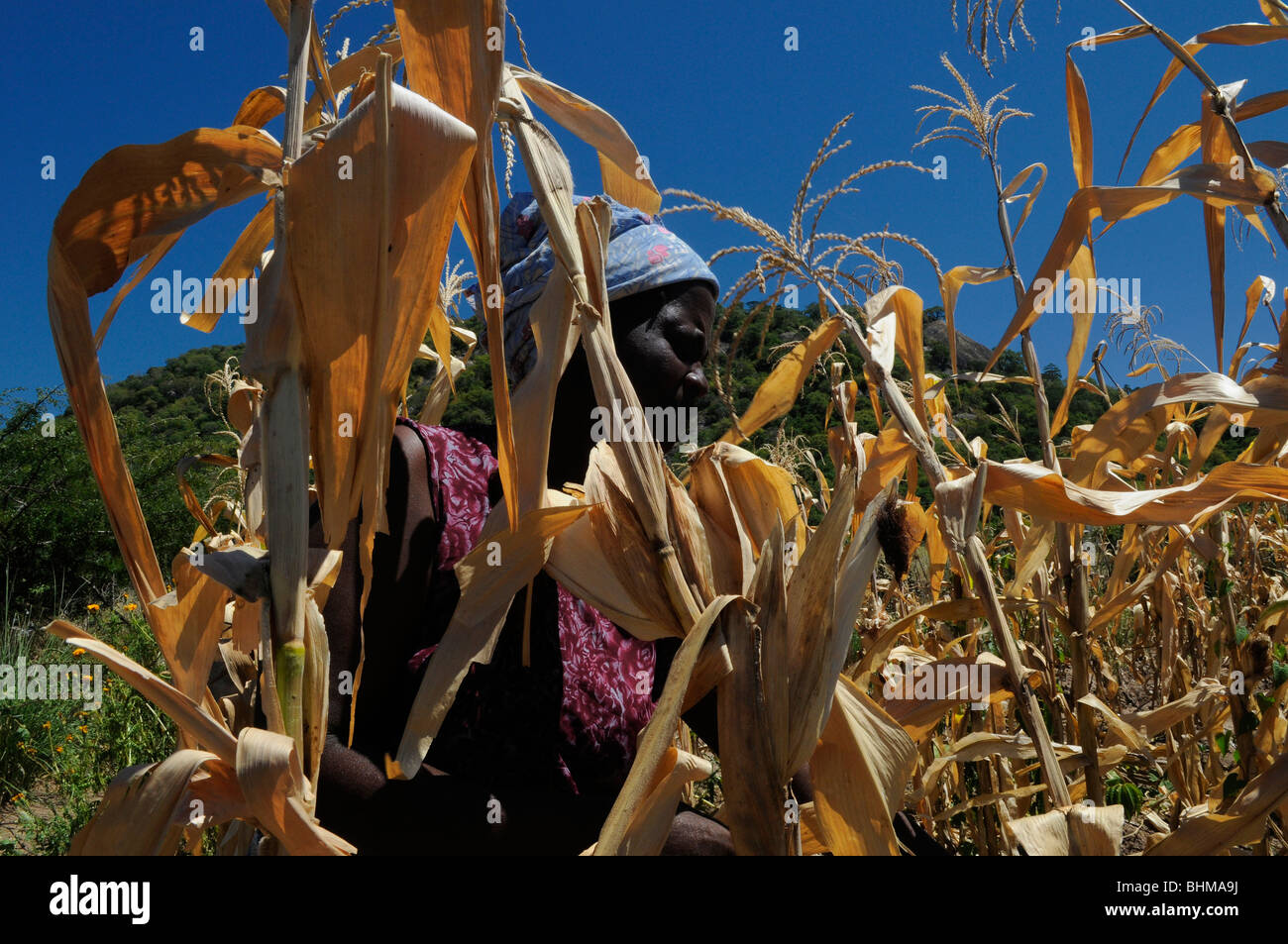 Woman working in a farm Malawi Africa Stock Photo