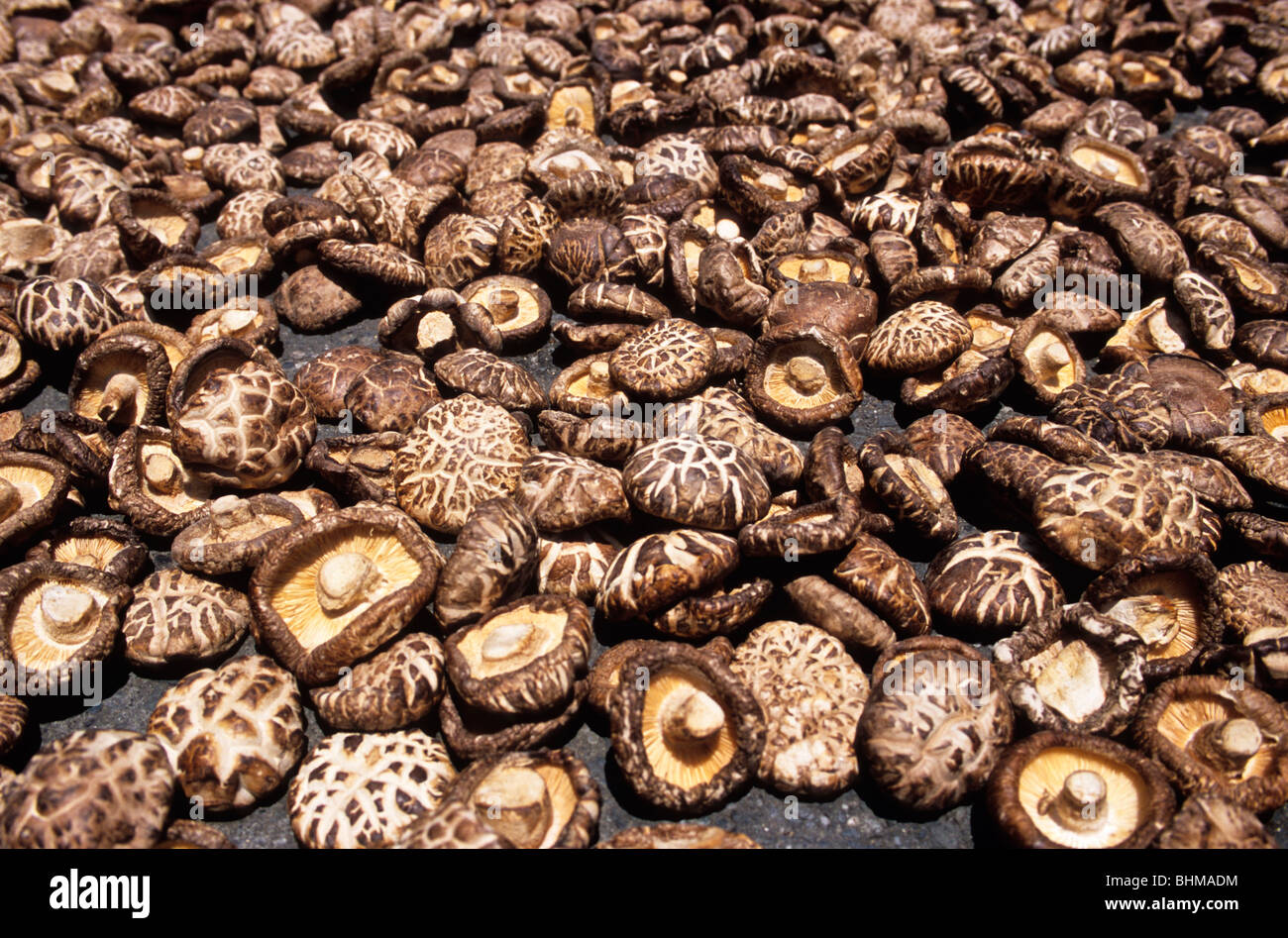 Dried Shiitake Mushrooms Stock Photo Alamy