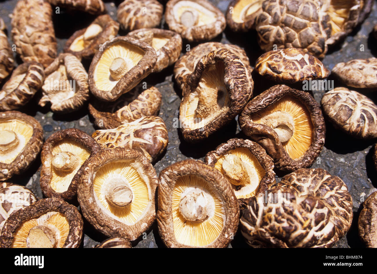 Dried Shiitake Mushrooms Stock Photo Alamy