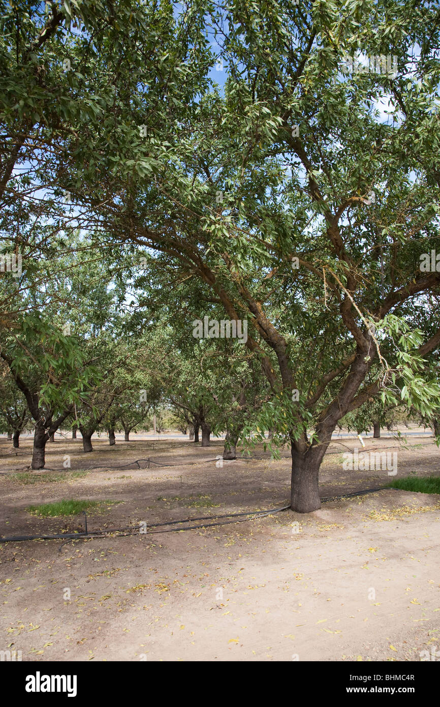almond plantation in California, USA Stock Photo Alamy