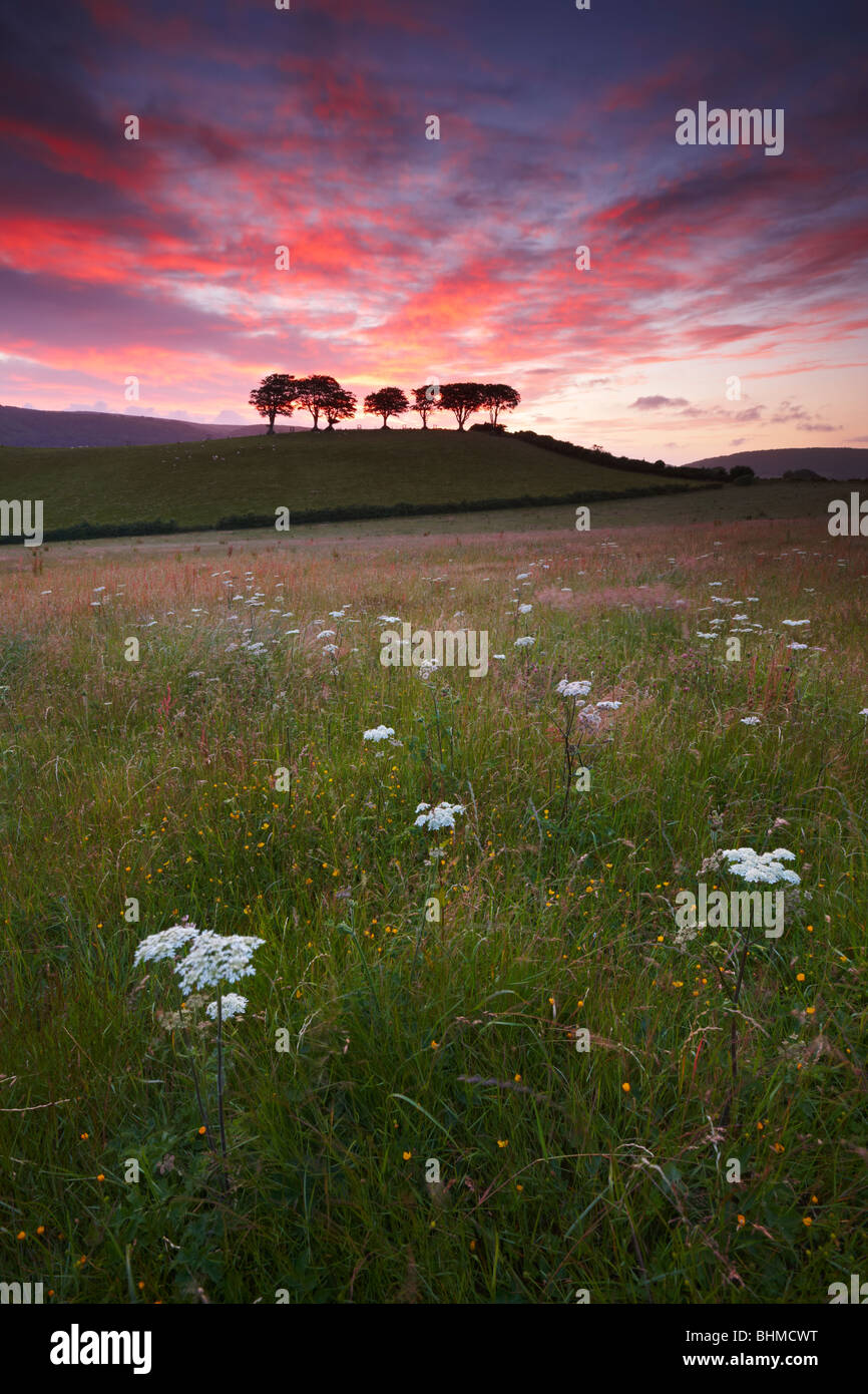 Summer flower meadow blowing in the early morning breeze. Exmoor National Park Somerset Stock Photo