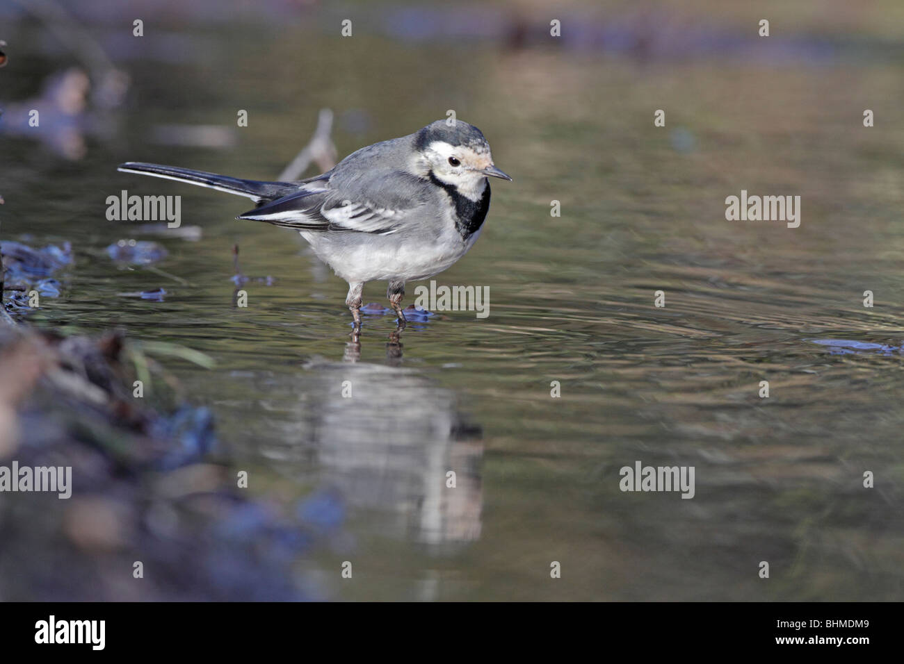 Pied Wagtail standing in water Stock Photo