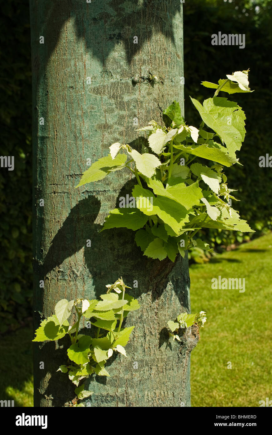 Young fresh leaves sprouting on trunk of a lime tree in June Stock Photo