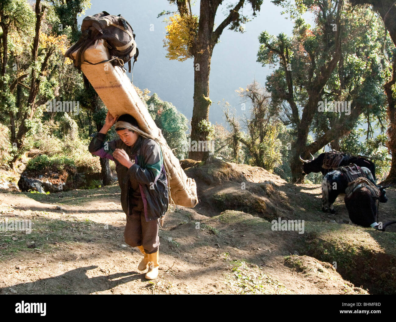 Porters haul equipment on a hike to Rathong Glacier in Sikkim, India Stock Photo