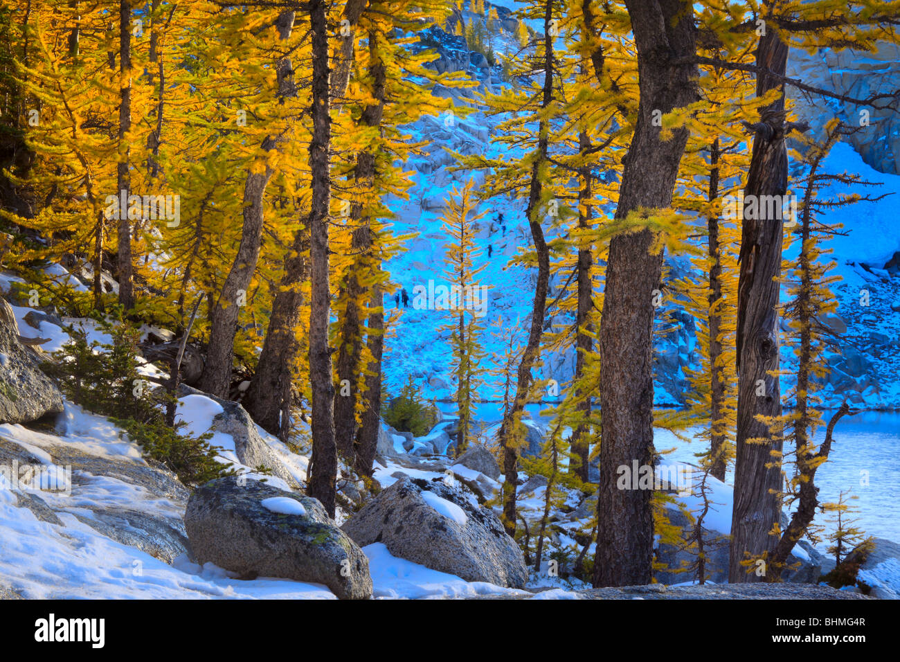 Larch trees at Enchantment Lakes Stock Photo - Alamy