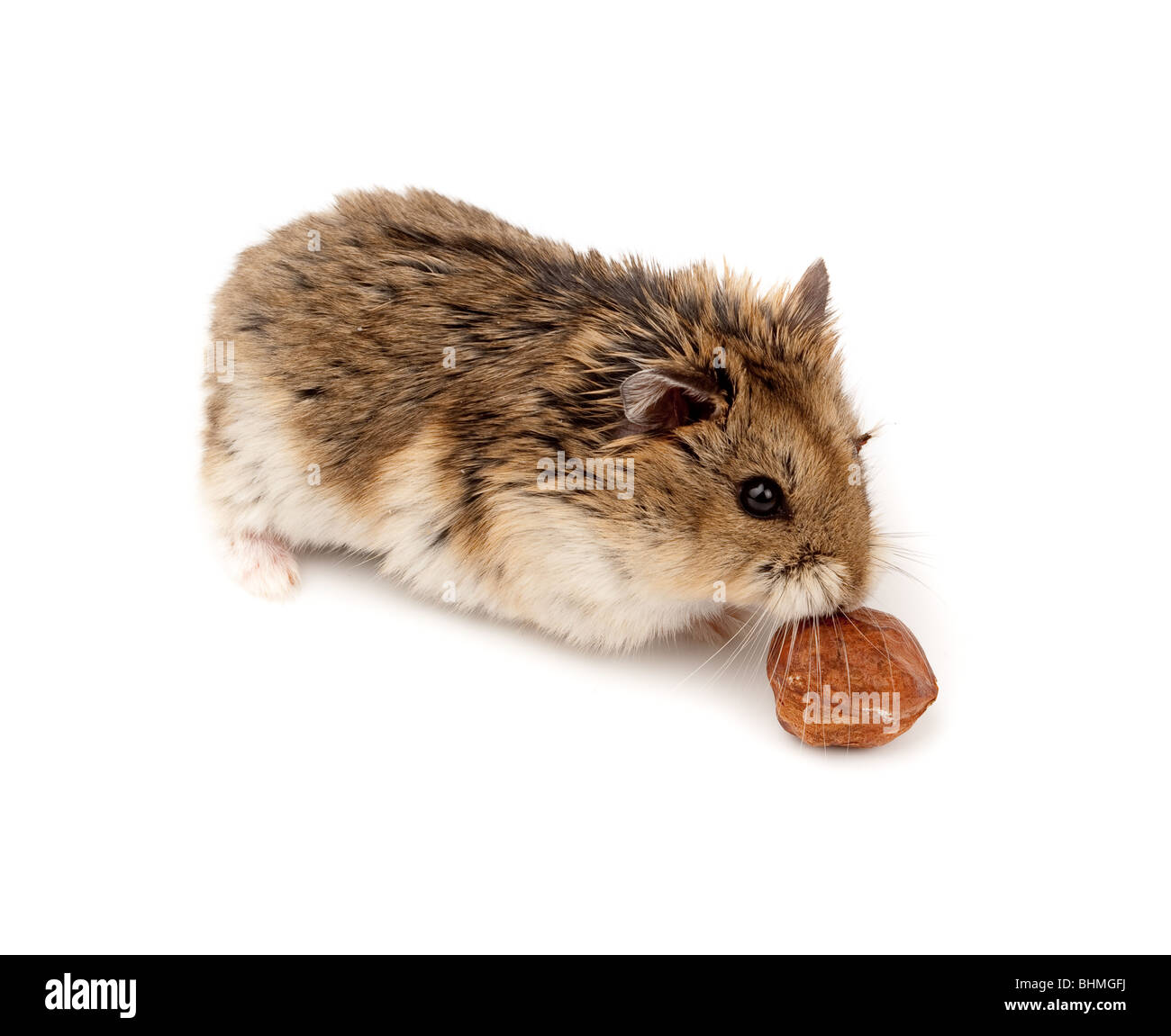 Brown dwarf hamster. Hamster combat комбо карточки. Про хомяка по английскому языку. Упущенные карточки hamster. Хомяки выглядывают из коробки.