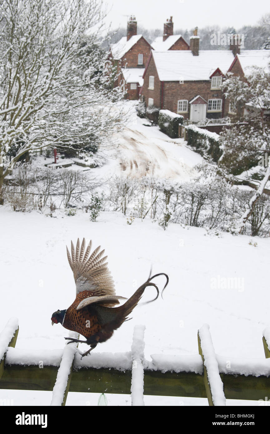 pheasant weather snow cottages village wildlife rural dancing ice snowy roof pergola feathers shooting bird game estate Tatton R Stock Photo