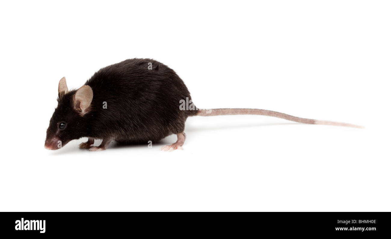 Fancy Black Mouse in studio against a white background. Stock Photo