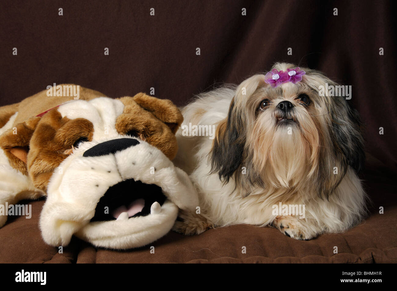 shih tzu cuddly toy uk