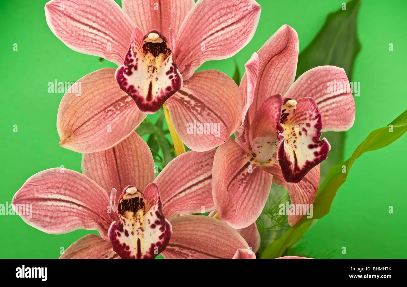 orchid Cymbidium Stock Photo