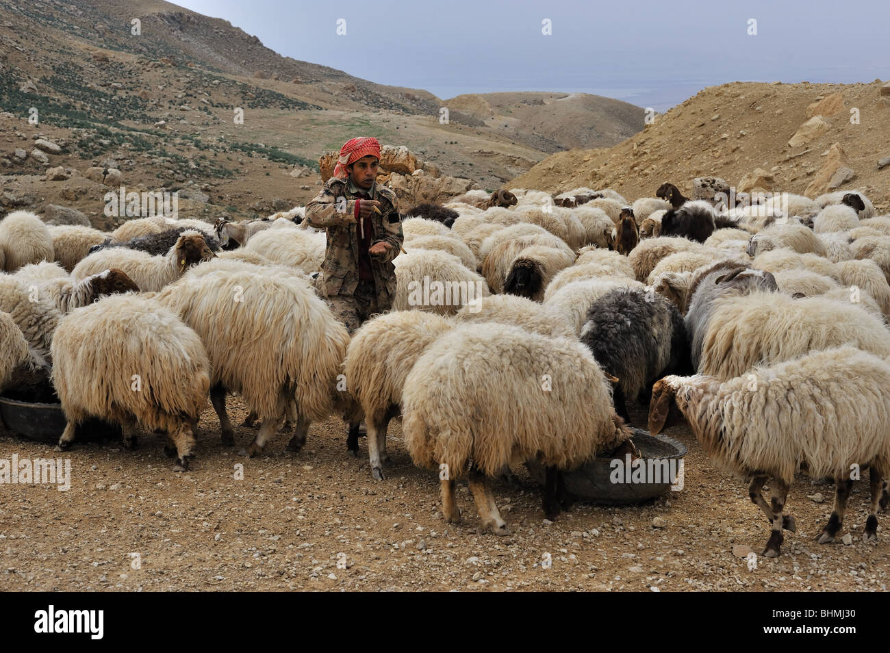 Bedouin shepherd in Jordan Stock Photo Alamy