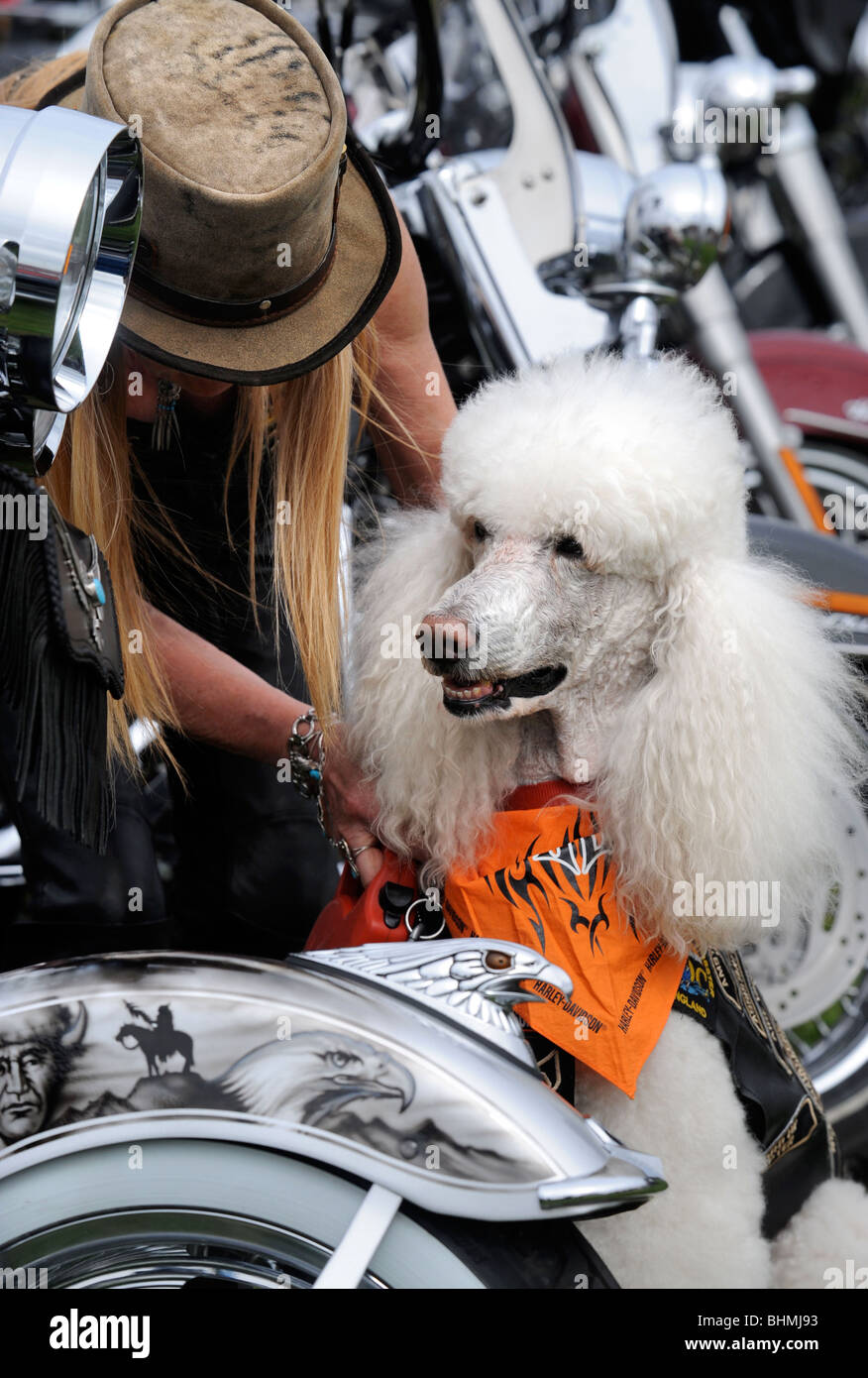 Loaded Dog Rally Choppers rally hi-res stock photography and images - Alamy