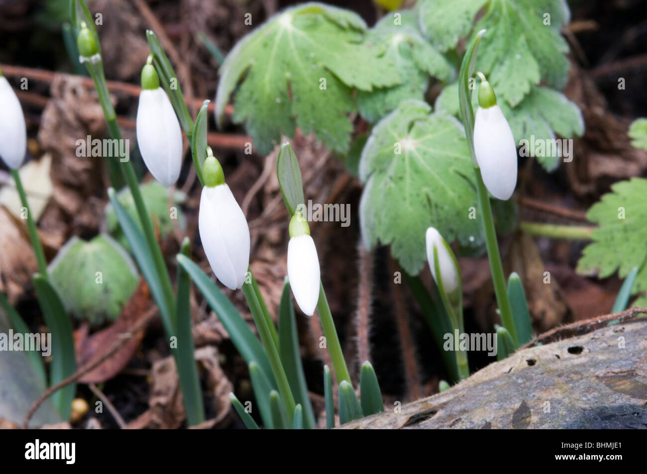 Snowdrops (Galanthus nivalis) Stock Photo