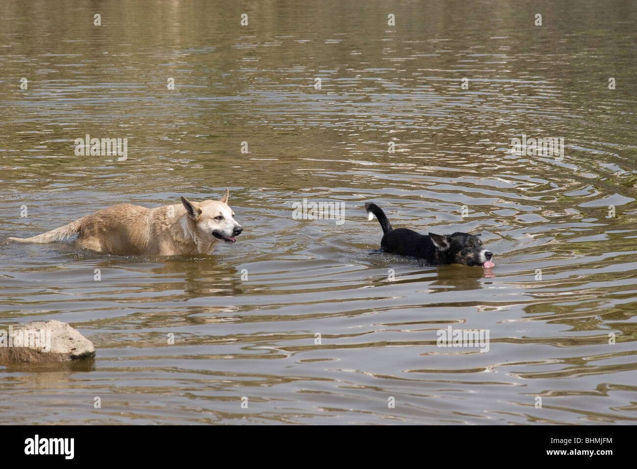Dogs swimming in pond Stock Photo - Alamy