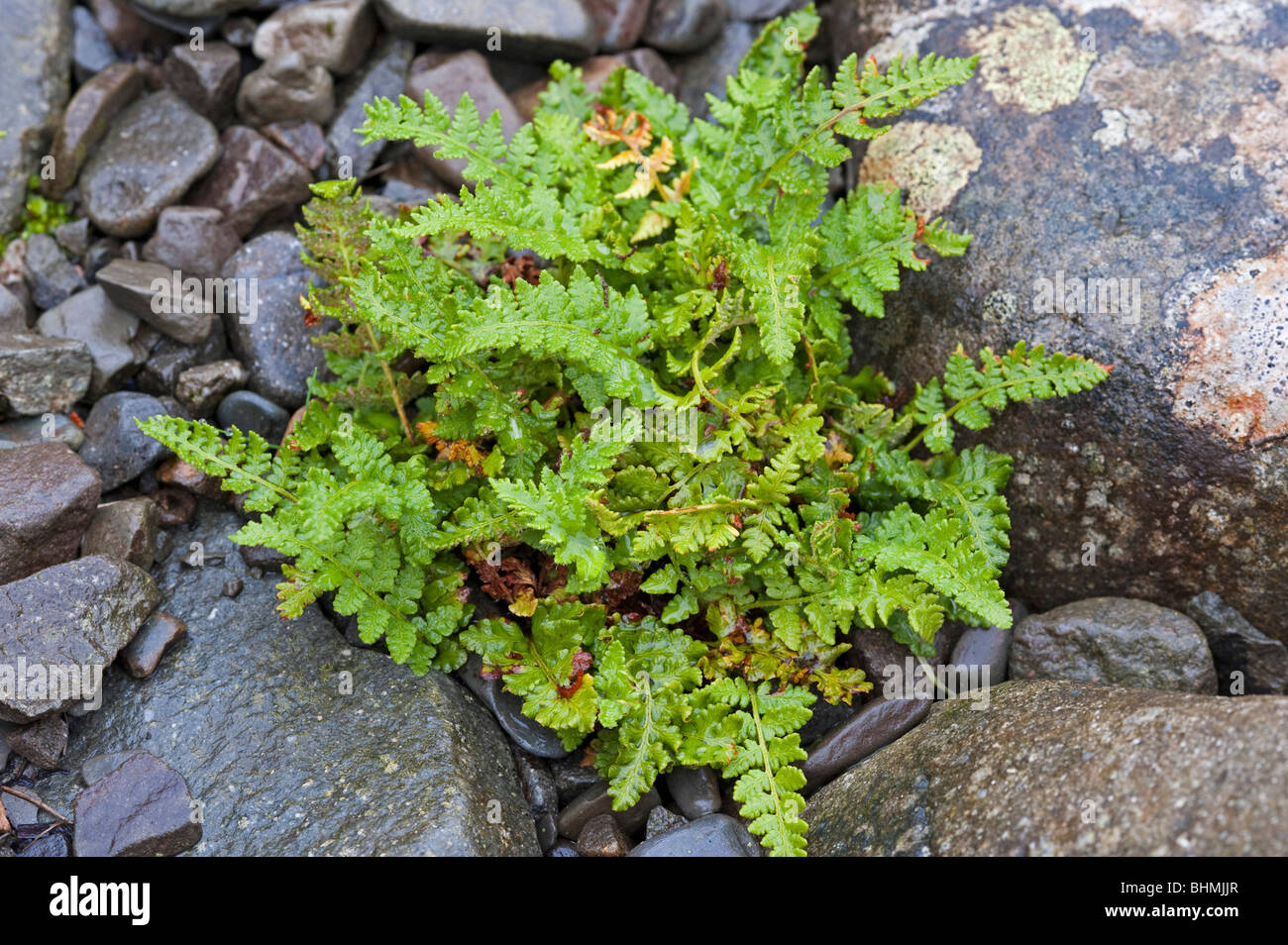 Oblong Woodsia (Woodsia ilvensis) Stock Photo