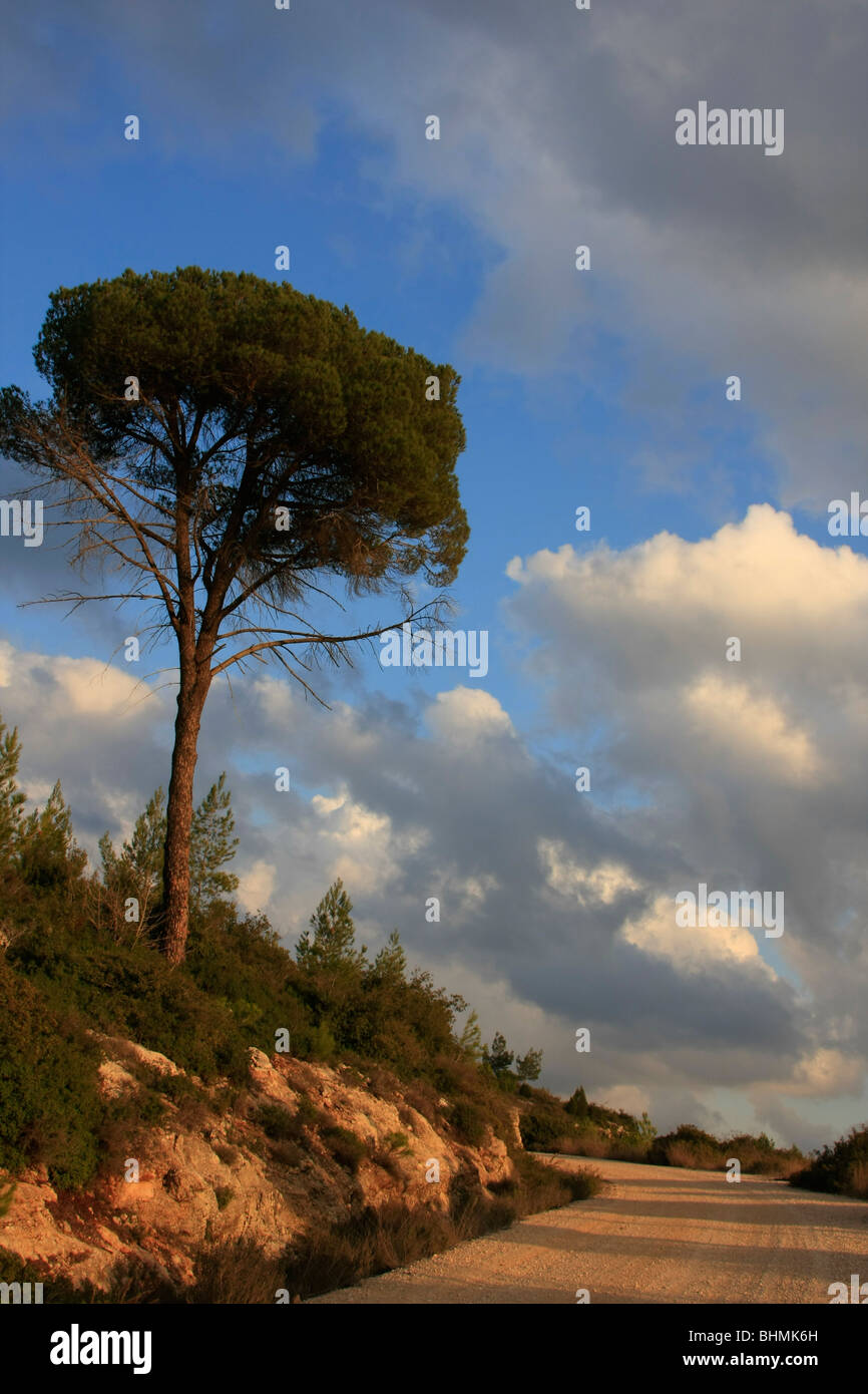 Israel, Jerusalem Mountains, a pine tree by Diefenbaker road Stock Photo