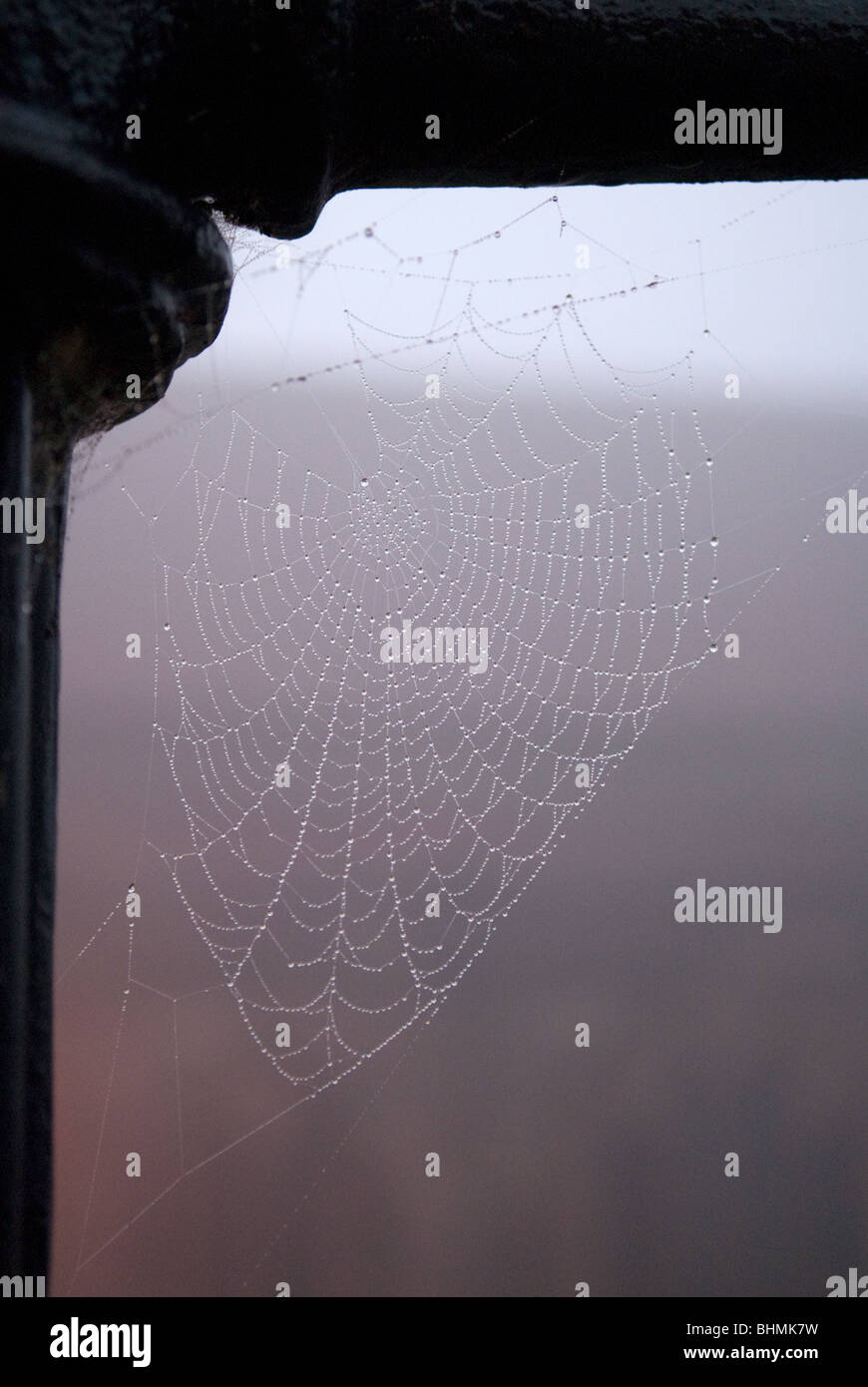 Cobweb with dew on it on lampost Stock Photo