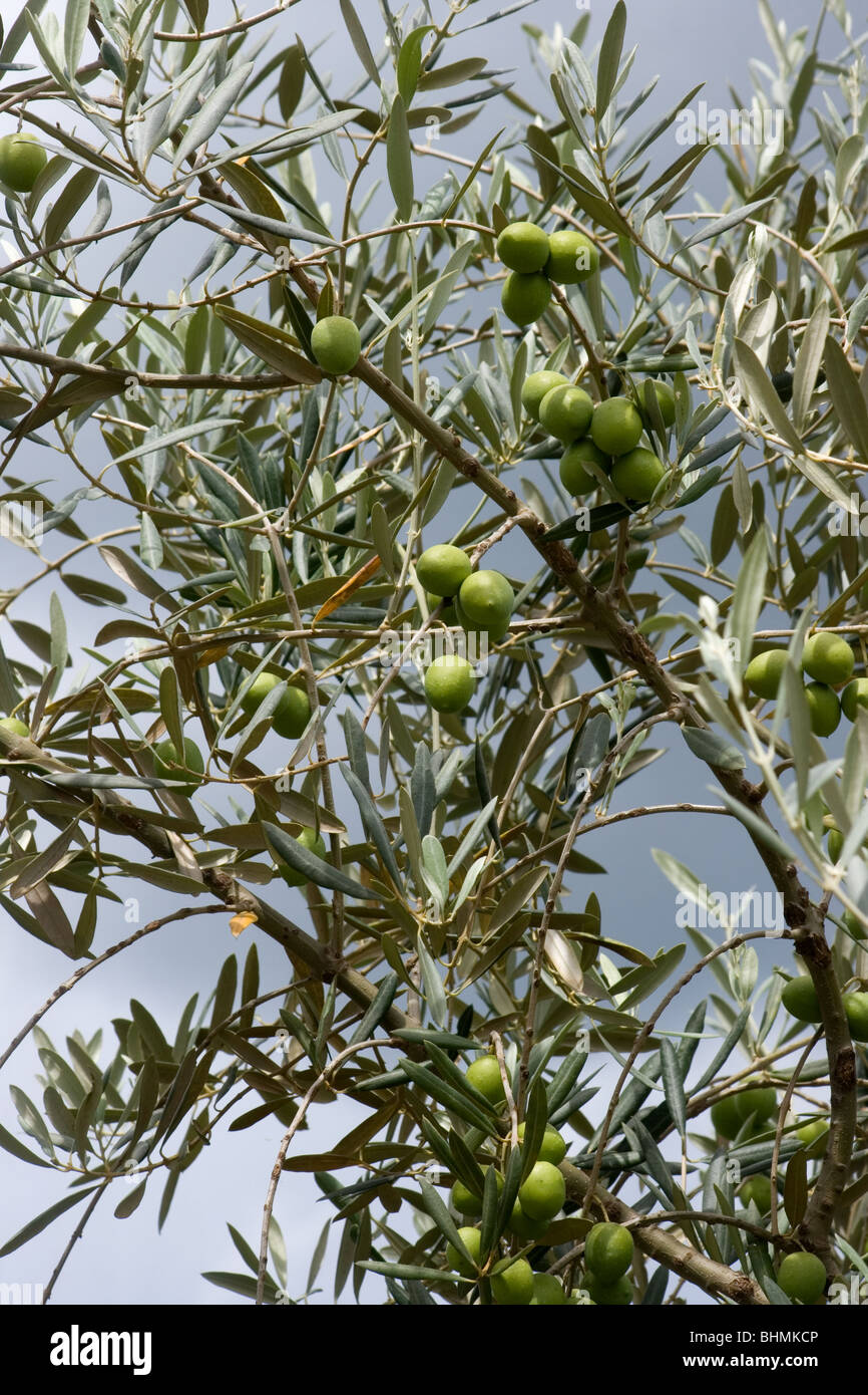 Olive tree bearing fruit Stock Photo