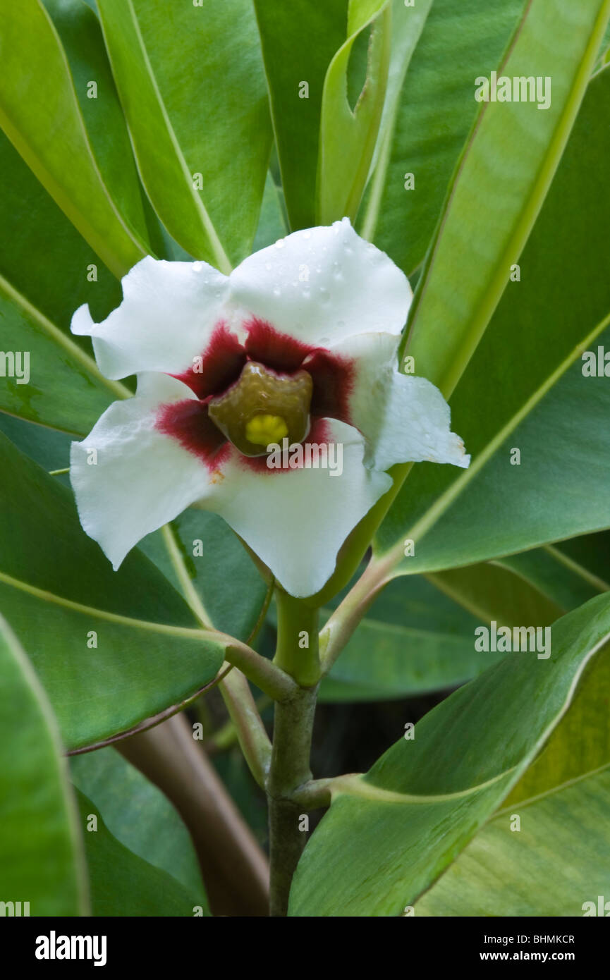 In Guyana they call this plant “Kufa” Clusia sp. flower Kaieteur National Park Guiana Shield Guyana South America October Stock Photo