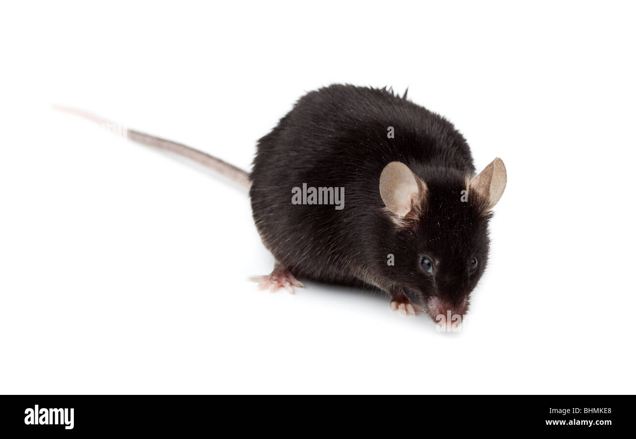 Fancy Black Mouse in studio against a white background. Stock Photo